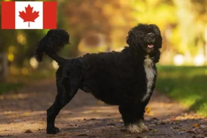 Mehr über den Artikel erfahren Cão de Agua português Züchter und Welpen in Kanada