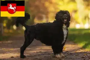 Mehr über den Artikel erfahren Cão de Agua português Züchter und Welpen in Niedersachsen