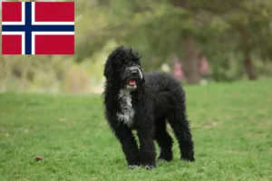 Mehr über den Artikel erfahren Cão de Agua português Züchter und Welpen in Norwegen