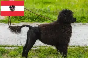 Mehr über den Artikel erfahren Cão de Agua português Züchter und Welpen in Österreich