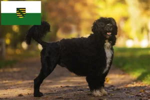 Mehr über den Artikel erfahren Cão de Agua português Züchter und Welpen in Sachsen