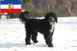 Mehr über den Artikel erfahren Cão de Agua português Züchter und Welpen in Schleswig-Holstein