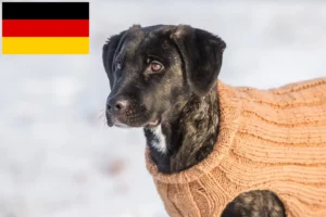 Mehr über den Artikel erfahren Cão Fila de São Miguel Züchter und Welpen in Deutschland