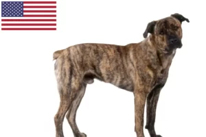 Mehr über den Artikel erfahren Cão Fila de São Miguel Züchter und Welpen in den USA