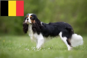 Mehr über den Artikel erfahren Cavalier King Charles Spaniel Züchter und Welpen in Belgien