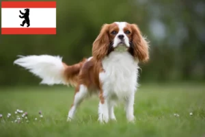 Mehr über den Artikel erfahren Cavalier King Charles Spaniel Züchter und Welpen in Berlin