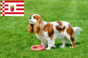 Mehr über den Artikel erfahren Cavalier King Charles Spaniel Züchter und Welpen in Bremen