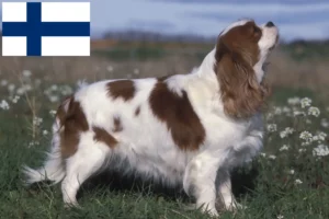 Mehr über den Artikel erfahren Cavalier King Charles Spaniel Züchter und Welpen in Finnland