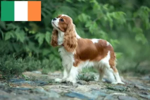 Mehr über den Artikel erfahren Cavalier King Charles Spaniel Züchter und Welpen in Irland