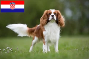 Mehr über den Artikel erfahren Cavalier King Charles Spaniel Züchter und Welpen in Kroatien