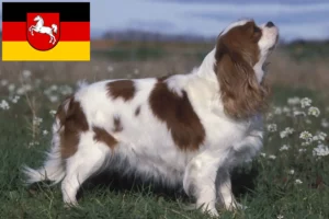 Mehr über den Artikel erfahren Cavalier King Charles Spaniel Züchter und Welpen in Niedersachsen