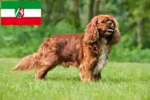 Mehr über den Artikel erfahren Cavalier King Charles Spaniel Züchter und Welpen in Nordrhein-Westfalen