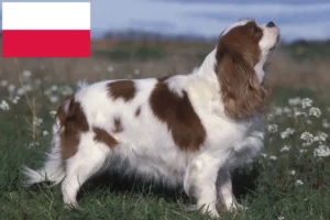 Mehr über den Artikel erfahren Cavalier King Charles Spaniel Züchter und Welpen in Polen