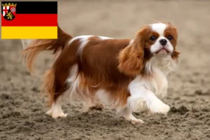 Mehr über den Artikel erfahren Cavalier King Charles Spaniel Züchter und Welpen in Rheinland-Pfalz