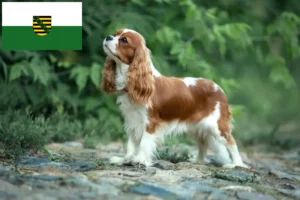 Mehr über den Artikel erfahren Cavalier King Charles Spaniel Züchter und Welpen in Sachsen