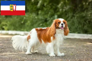 Mehr über den Artikel erfahren Cavalier King Charles Spaniel Züchter und Welpen in Schleswig-Holstein