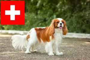 Mehr über den Artikel erfahren Cavalier King Charles Spaniel Züchter und Welpen in der Schweiz