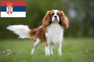 Mehr über den Artikel erfahren Cavalier King Charles Spaniel Züchter und Welpen in Serbien