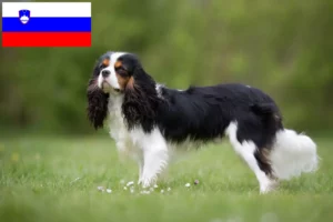 Mehr über den Artikel erfahren Cavalier King Charles Spaniel Züchter und Welpen in Slowenien