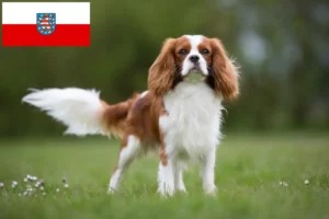 Mehr über den Artikel erfahren Cavalier King Charles Spaniel Züchter und Welpen in Thüringen