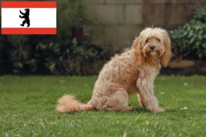 Mehr über den Artikel erfahren Cavoodle Züchter und Welpen in Berlin