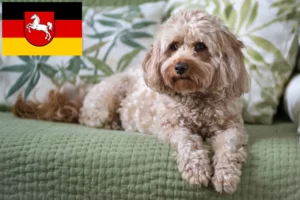 Mehr über den Artikel erfahren Cavoodle Züchter und Welpen in Niedersachsen