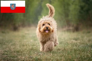 Mehr über den Artikel erfahren Cavoodle Züchter und Welpen in Thüringen