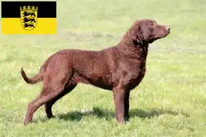 Mehr über den Artikel erfahren Chesapeake Bay Retriever Züchter und Welpen in Baden-Württemberg