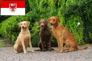 Mehr über den Artikel erfahren Chesapeake Bay Retriever Züchter und Welpen in Brandenburg