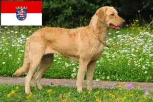 Mehr über den Artikel erfahren Chesapeake Bay Retriever Züchter und Welpen in Hessen