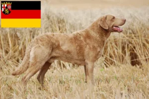 Mehr über den Artikel erfahren Chesapeake Bay Retriever Züchter und Welpen in Rheinland-Pfalz