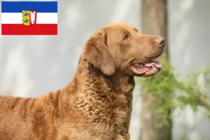 Mehr über den Artikel erfahren Chesapeake Bay Retriever Züchter und Welpen in Schleswig-Holstein