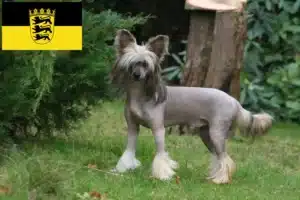 Mehr über den Artikel erfahren Chinese Crested Dog Züchter und Welpen in Baden-Württemberg