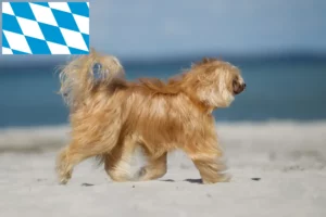 Mehr über den Artikel erfahren Chinese Crested Dog Züchter und Welpen in Bayern