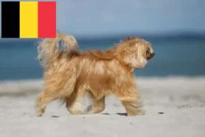 Mehr über den Artikel erfahren Chinese Crested Dog Züchter und Welpen in Belgien