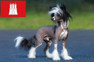 Mehr über den Artikel erfahren Chinese Crested Dog Züchter und Welpen in Hamburg