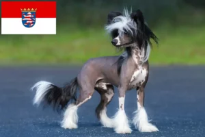 Mehr über den Artikel erfahren Chinese Crested Dog Züchter und Welpen in Hessen