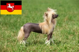 Mehr über den Artikel erfahren Chinese Crested Dog Züchter und Welpen in Niedersachsen