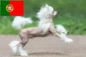 Mehr über den Artikel erfahren Chinese Crested Dog Züchter und Welpen in Portugal