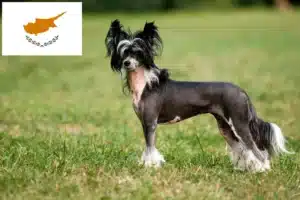 Mehr über den Artikel erfahren Chinese Crested Dog Züchter und Welpen auf Zypern