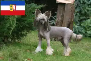 Mehr über den Artikel erfahren Chinese Crested Dog Züchter und Welpen in Schleswig-Holstein