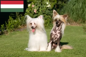 Mehr über den Artikel erfahren Chinese Crested Dog Züchter und Welpen in Ungarn