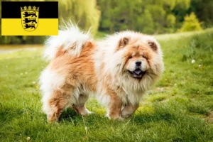 Mehr über den Artikel erfahren Chow-Chow Züchter und Welpen in Baden-Württemberg