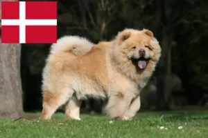 Mehr über den Artikel erfahren Chow-Chow Züchter und Welpen in Dänemark