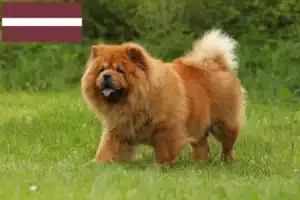 Mehr über den Artikel erfahren Chow-Chow Züchter und Welpen in Lettland