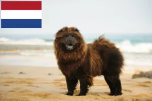 Mehr über den Artikel erfahren Chow-Chow Züchter und Welpen in den Niederlanden