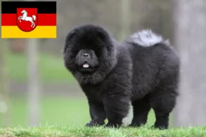 Mehr über den Artikel erfahren Chow-Chow Züchter und Welpen in Niedersachsen