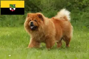 Mehr über den Artikel erfahren Chow-Chow Züchter und Welpen in Sachsen-Anhalt