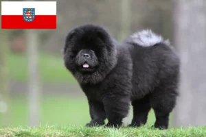 Mehr über den Artikel erfahren Chow-Chow Züchter und Welpen in Thüringen