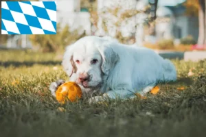 Mehr über den Artikel erfahren Clumber Spaniel Züchter und Welpen in Bayern